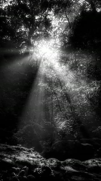 Darkness through the&nbsp;trees